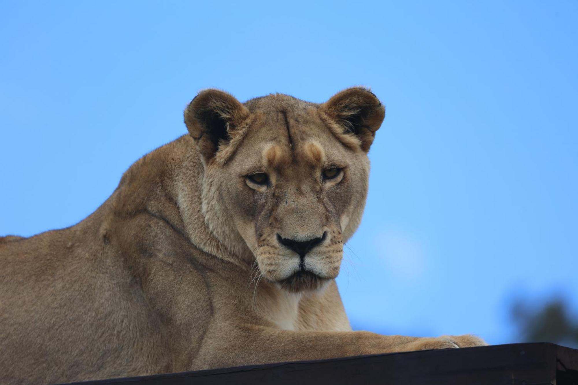 Villa Lionsrock Big Cat Sanctuary Bethlehem Exterior foto