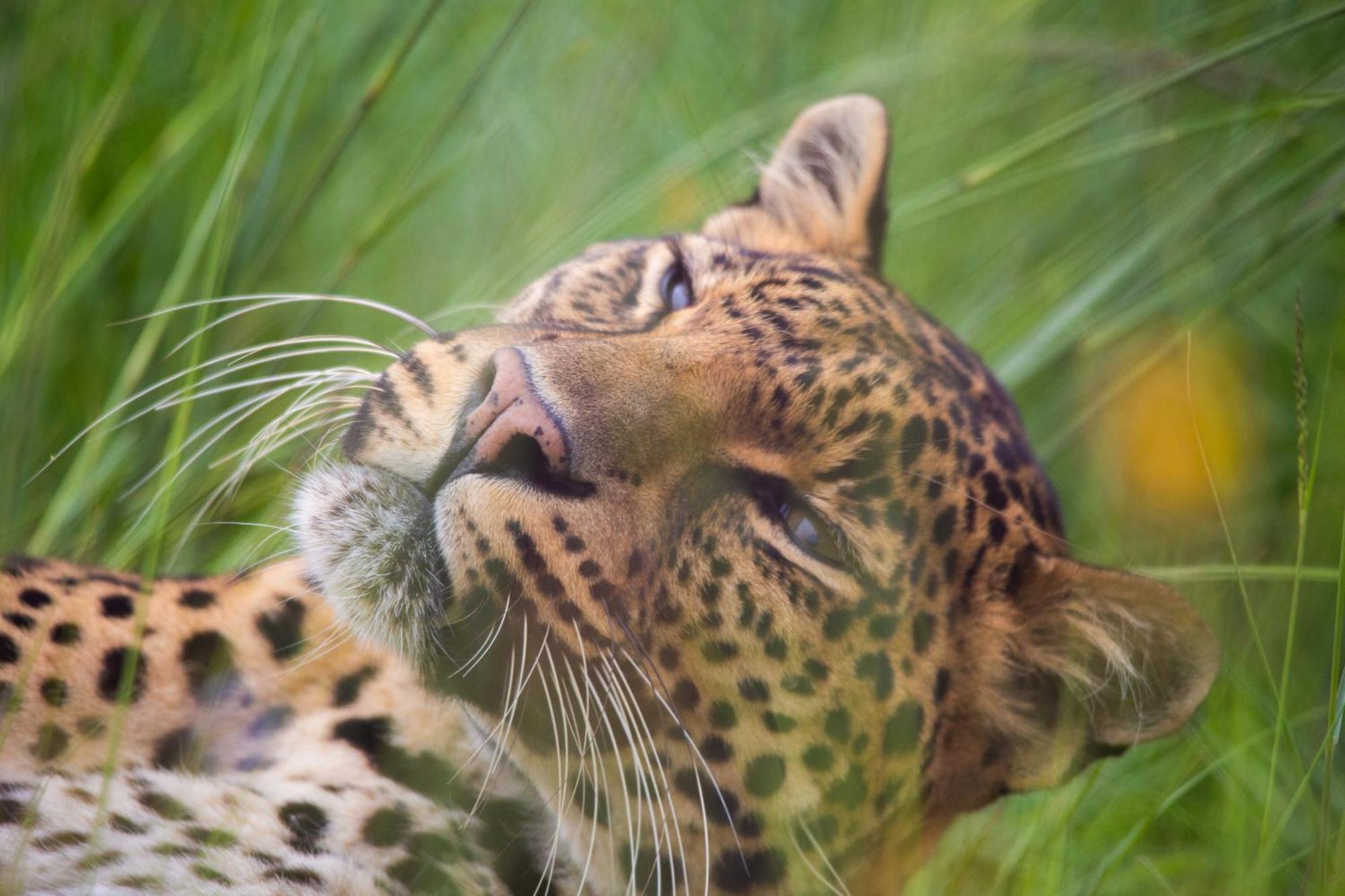 Villa Lionsrock Big Cat Sanctuary Bethlehem Exterior foto