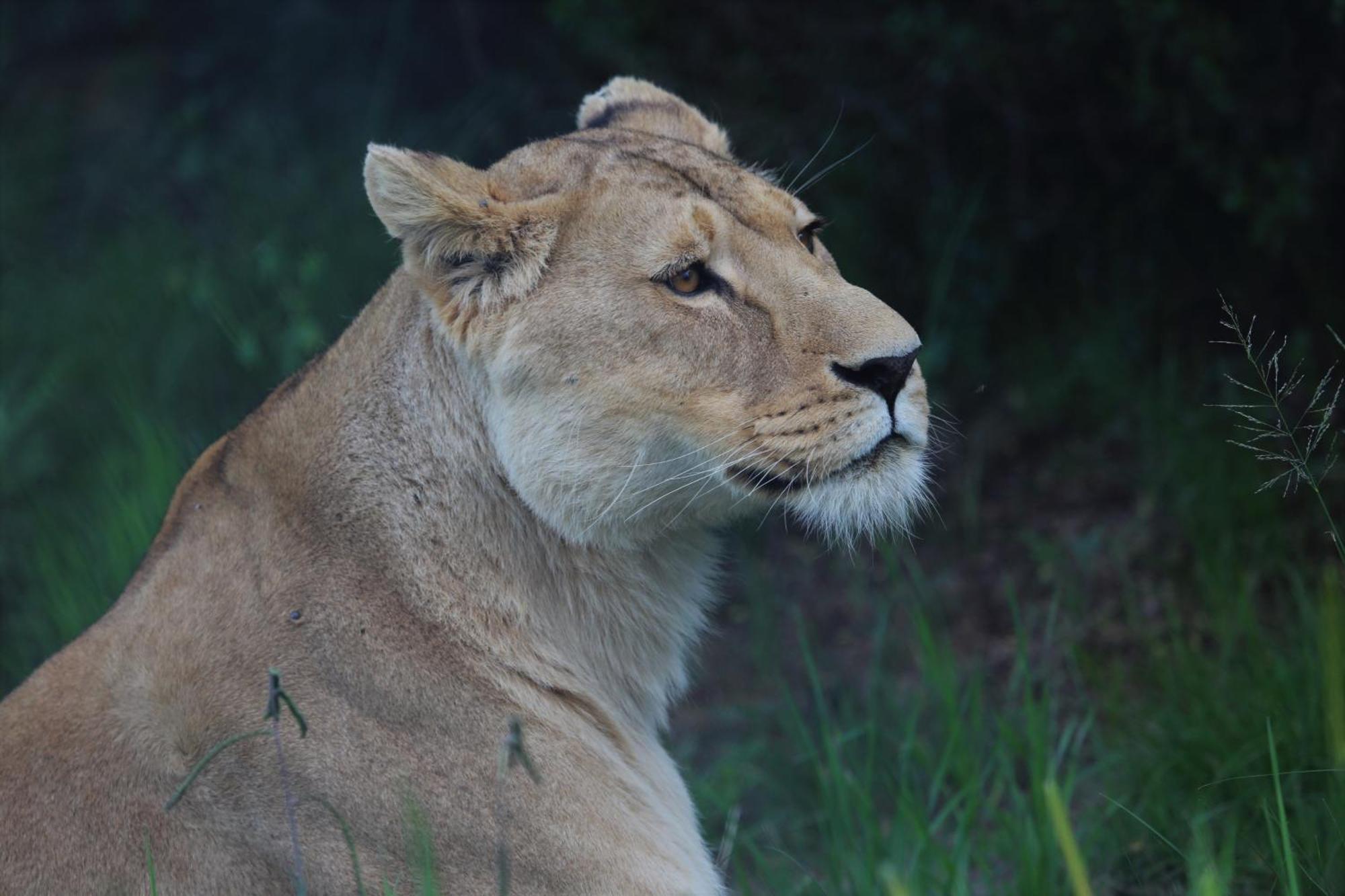 Villa Lionsrock Big Cat Sanctuary Bethlehem Exterior foto