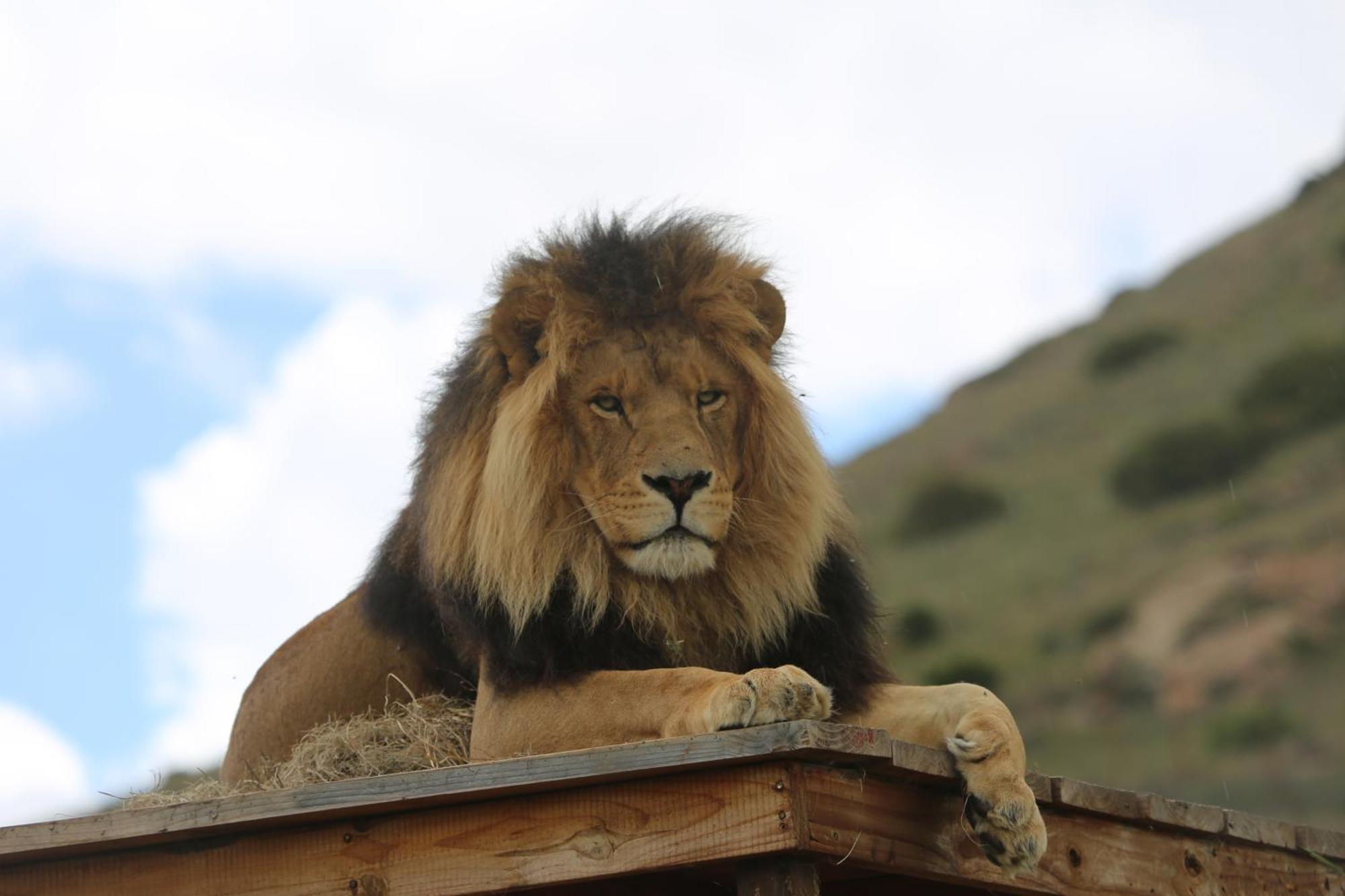 Villa Lionsrock Big Cat Sanctuary Bethlehem Exterior foto