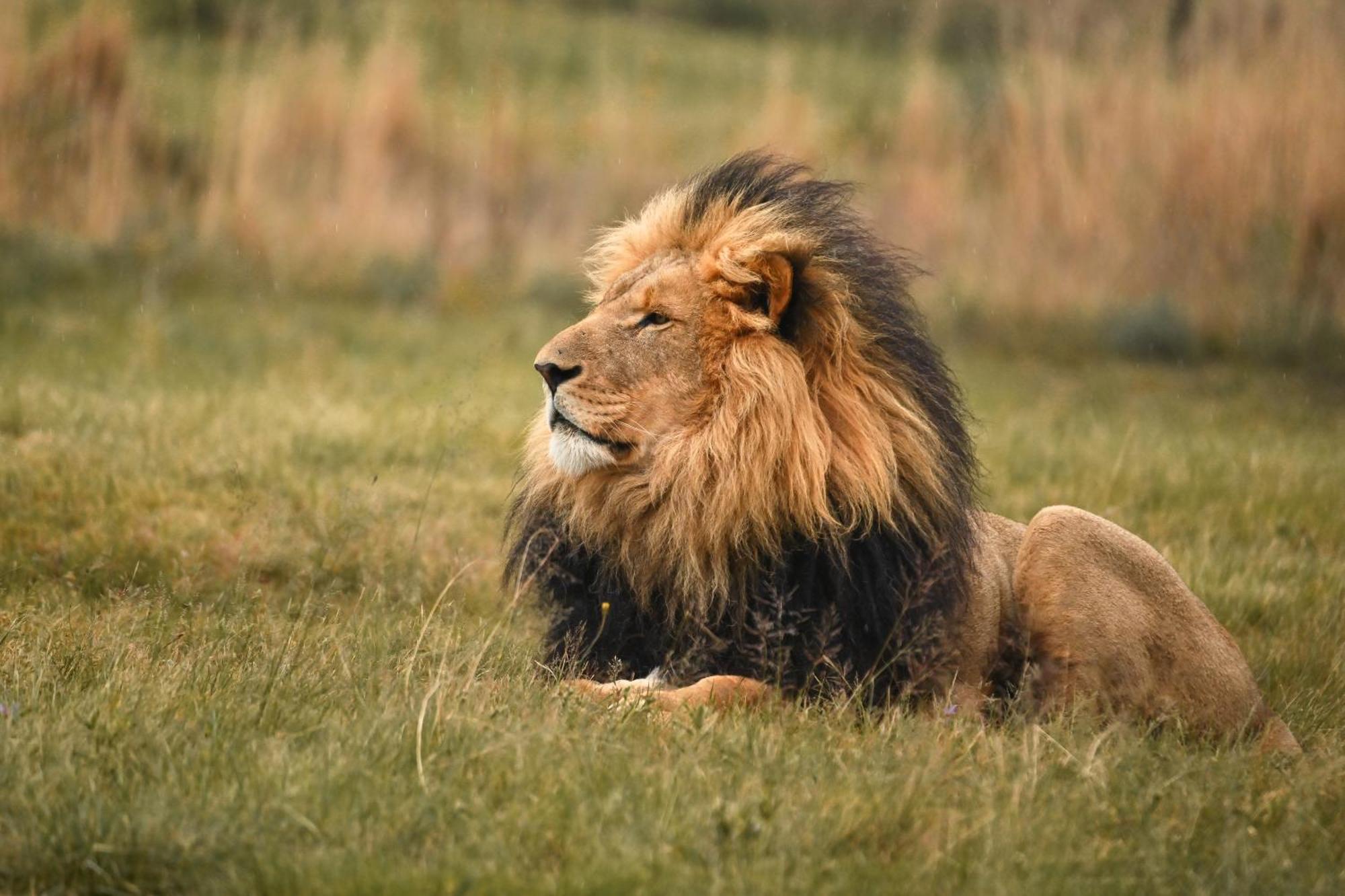 Villa Lionsrock Big Cat Sanctuary Bethlehem Exterior foto