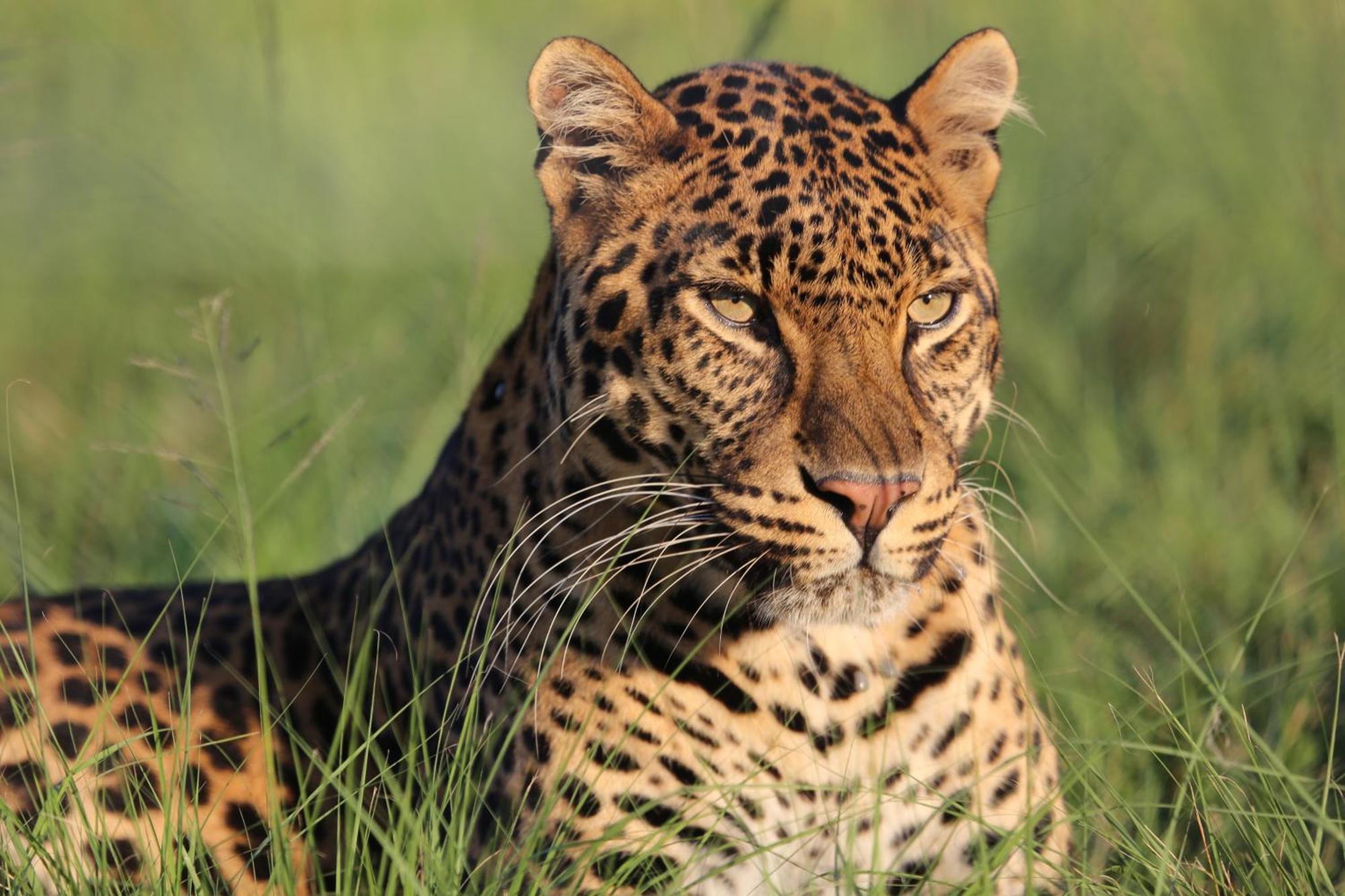 Villa Lionsrock Big Cat Sanctuary Bethlehem Exterior foto
