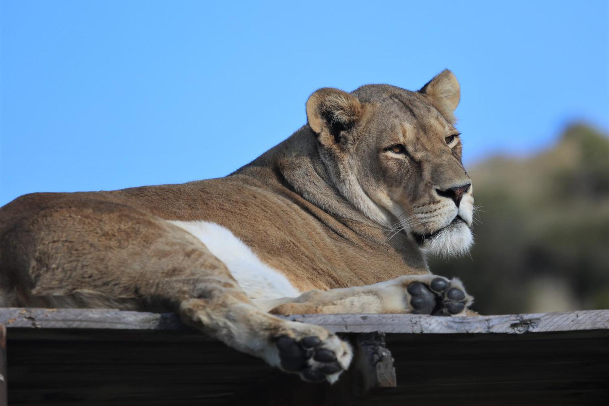 Villa Lionsrock Big Cat Sanctuary Bethlehem Exterior foto
