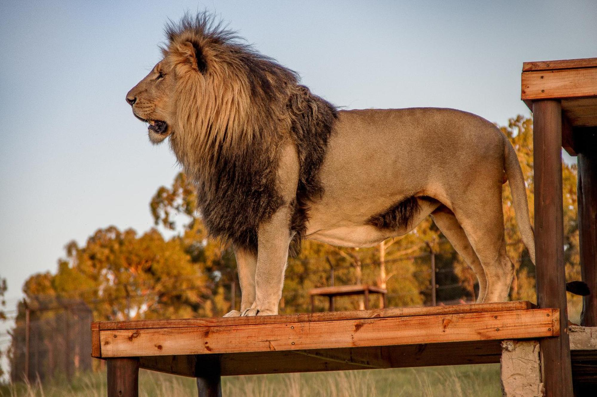 Villa Lionsrock Big Cat Sanctuary Bethlehem Exterior foto