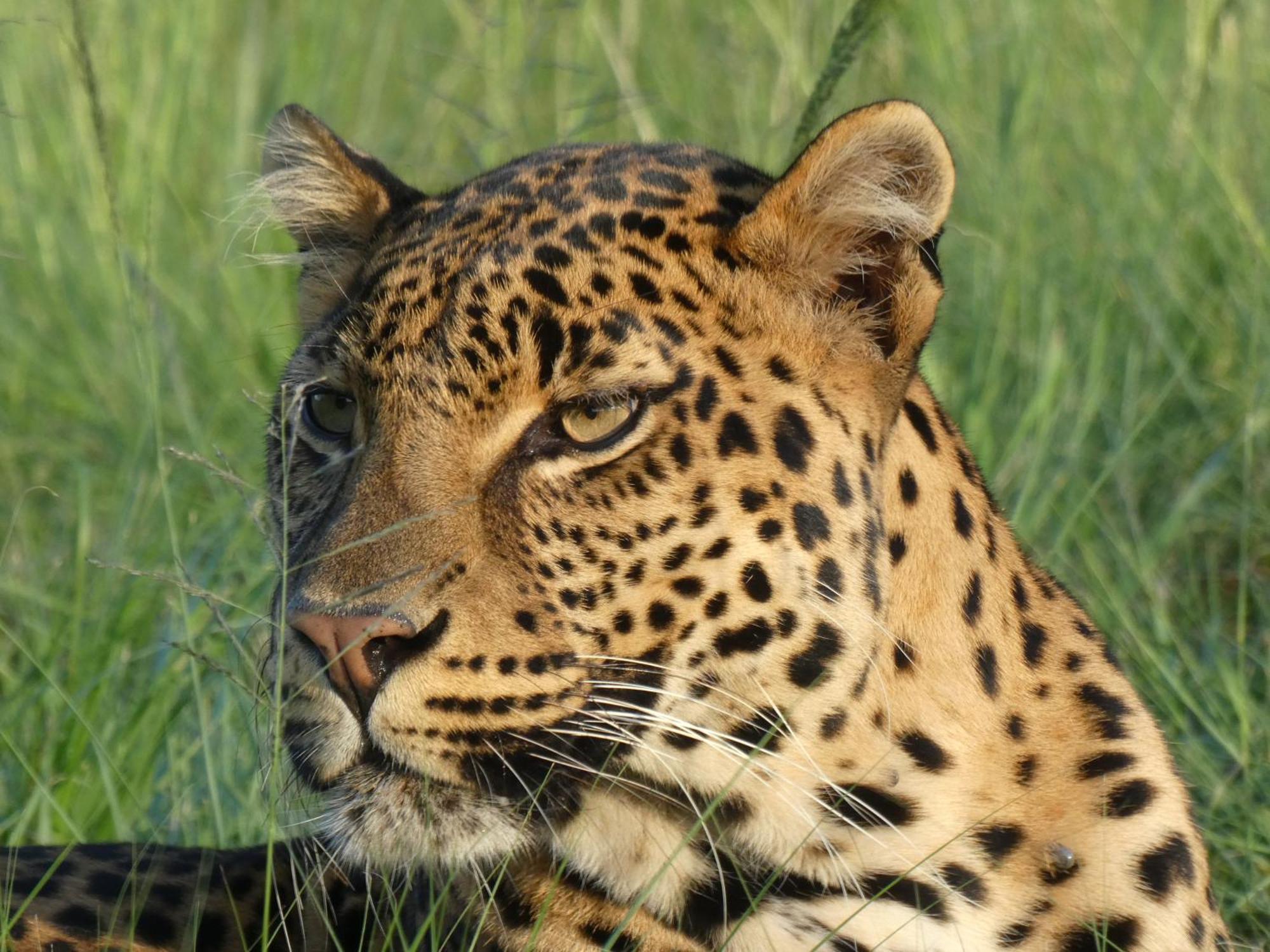 Villa Lionsrock Big Cat Sanctuary Bethlehem Exterior foto