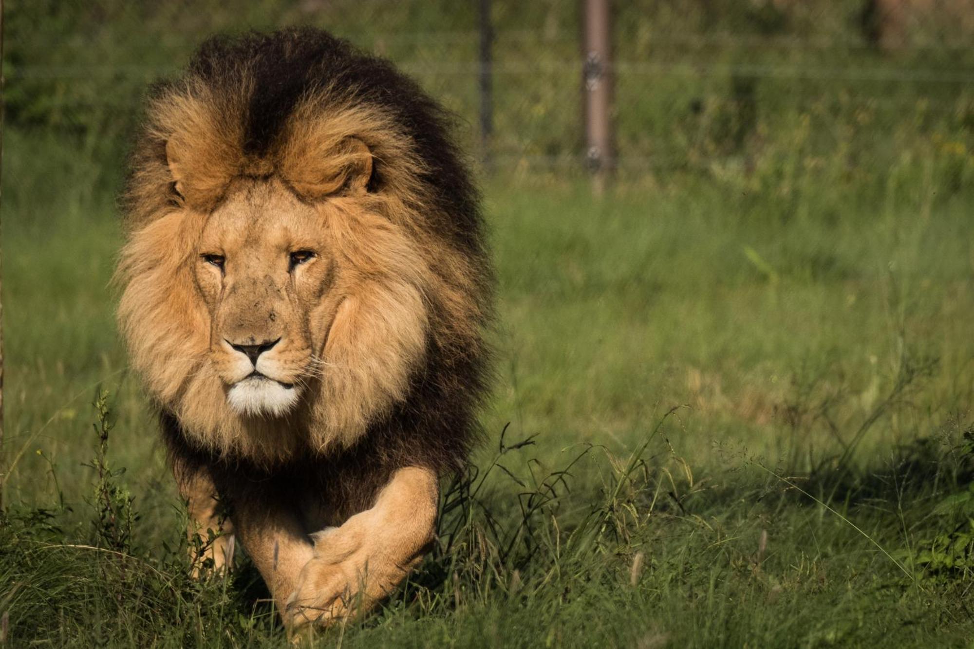 Villa Lionsrock Big Cat Sanctuary Bethlehem Exterior foto