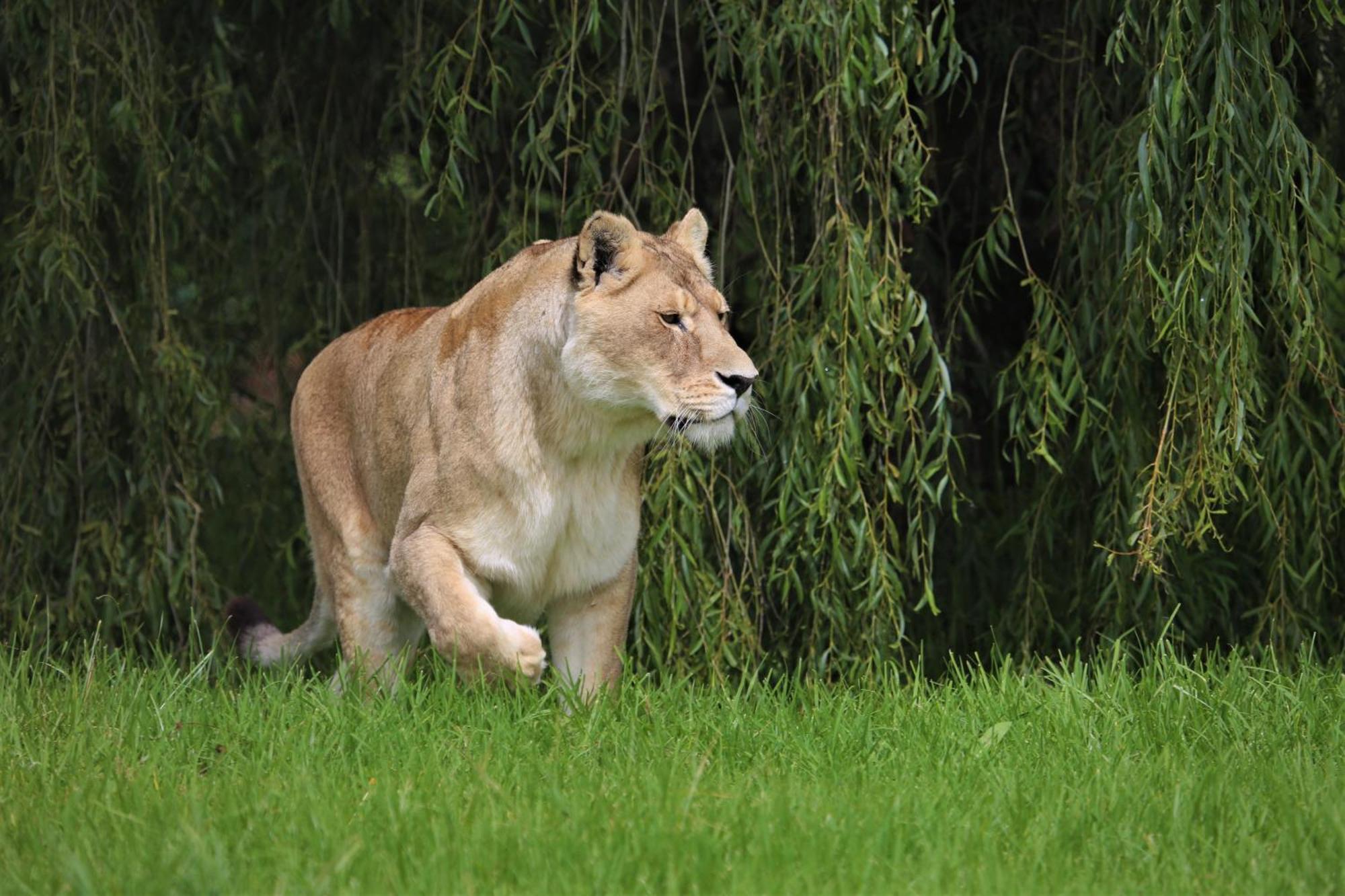 Villa Lionsrock Big Cat Sanctuary Bethlehem Exterior foto