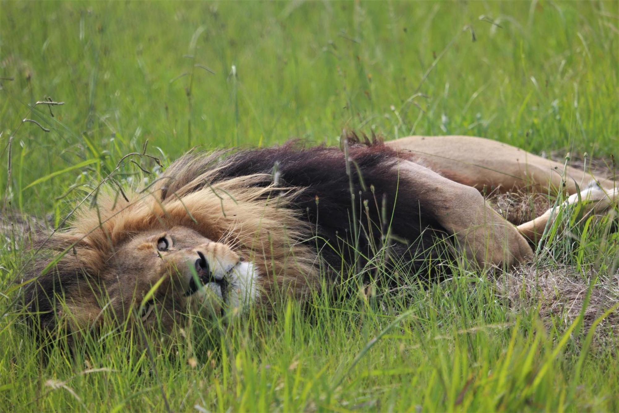 Villa Lionsrock Big Cat Sanctuary Bethlehem Exterior foto