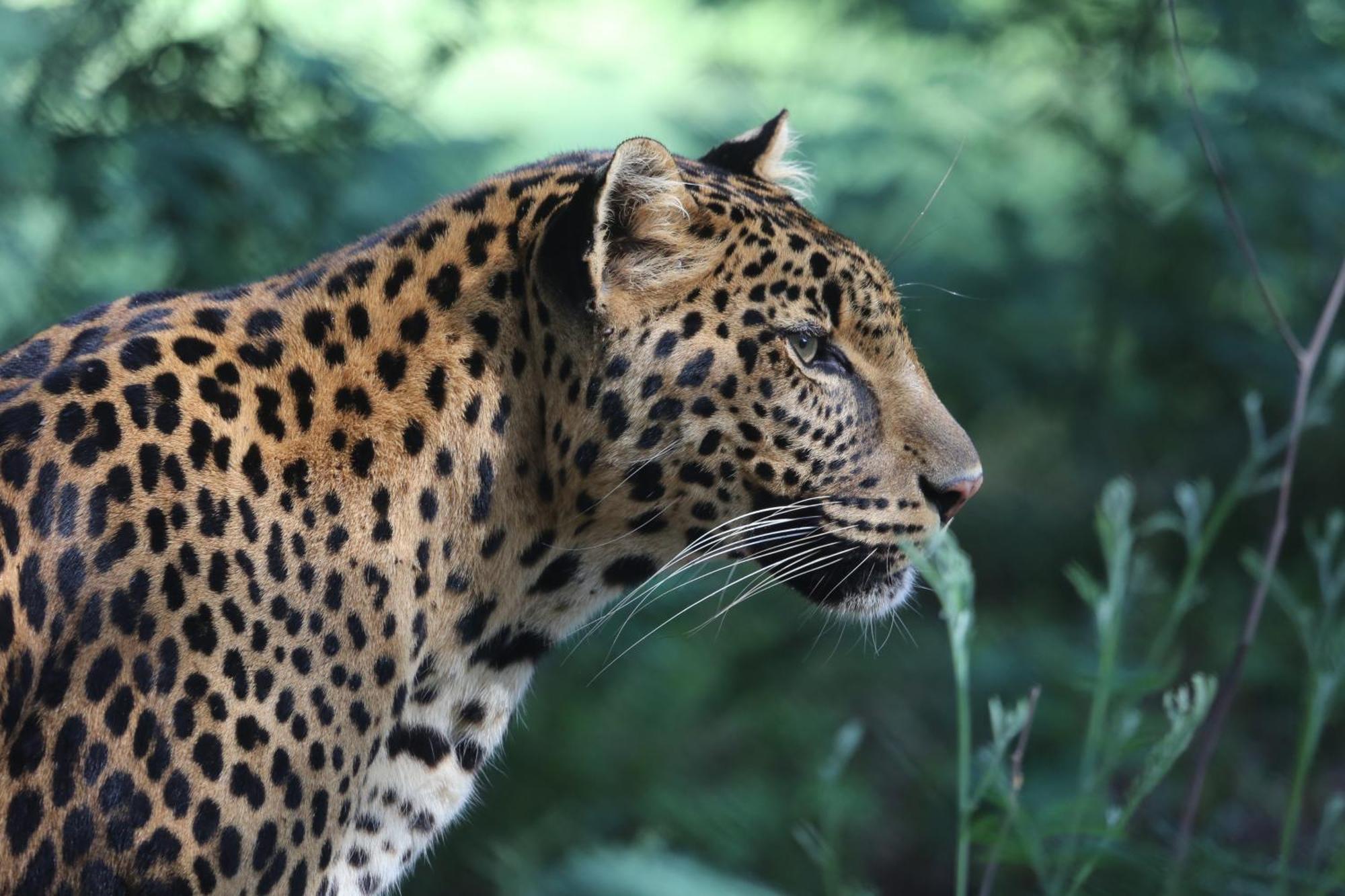 Villa Lionsrock Big Cat Sanctuary Bethlehem Exterior foto