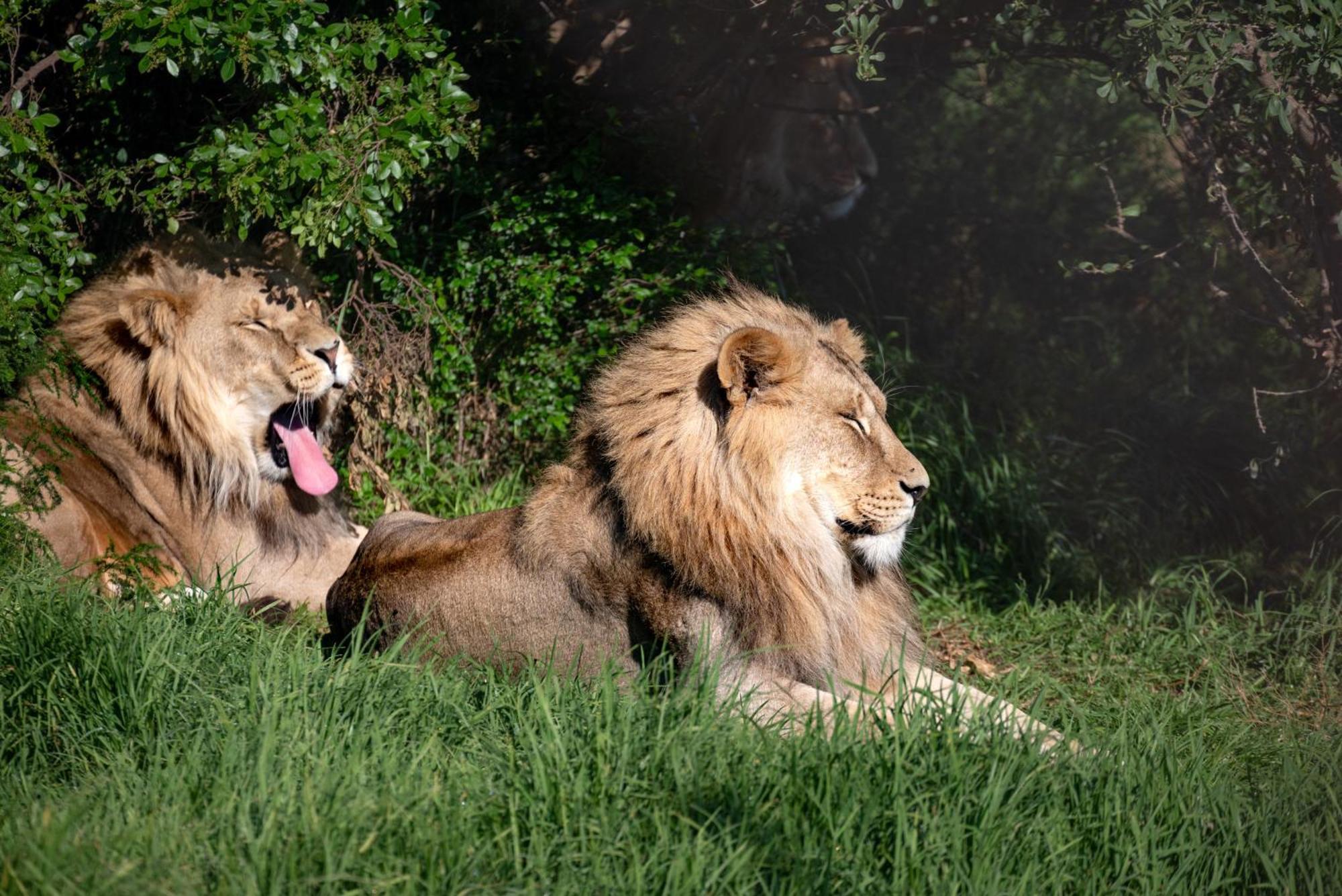 Villa Lionsrock Big Cat Sanctuary Bethlehem Exterior foto