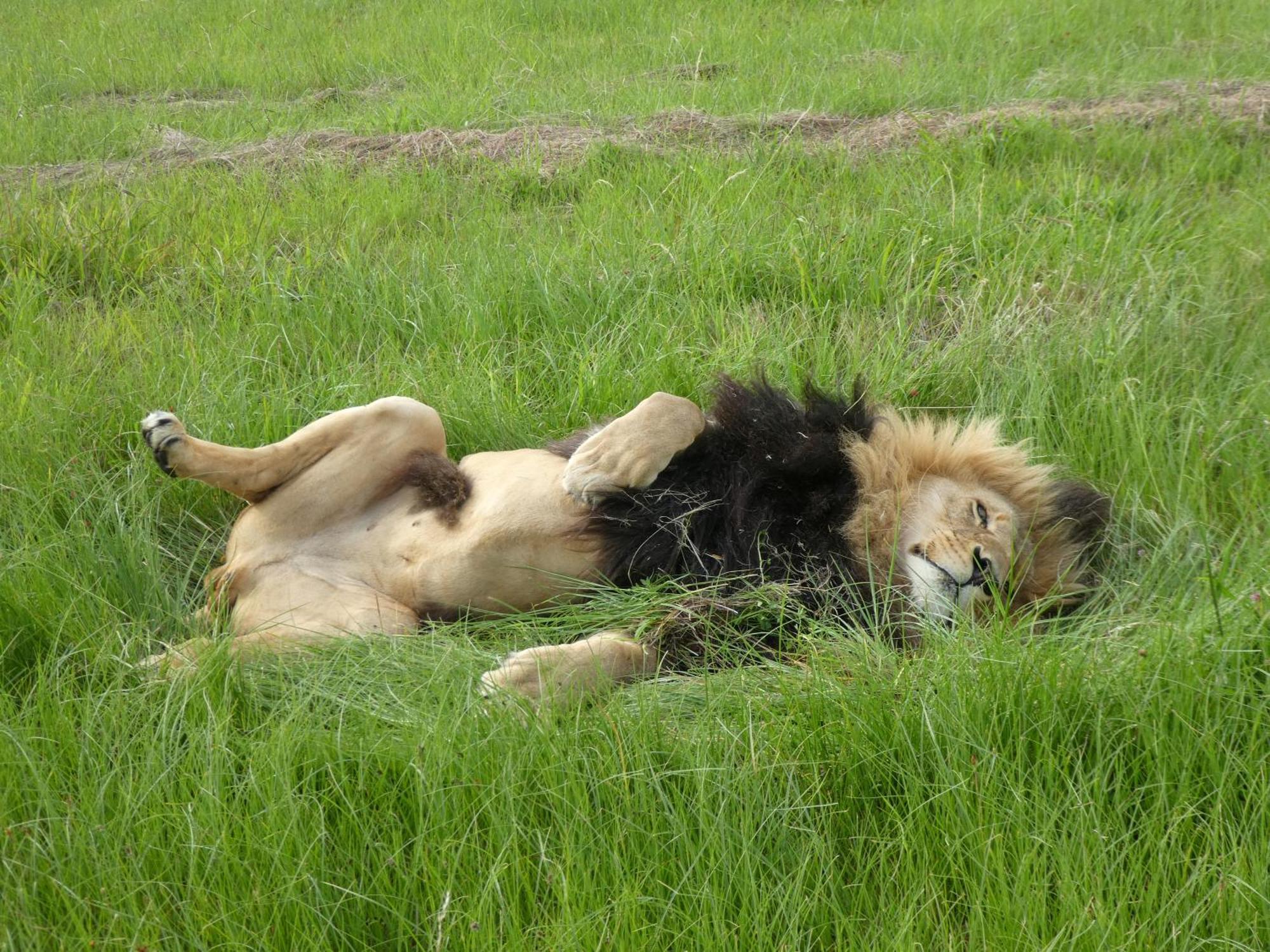 Villa Lionsrock Big Cat Sanctuary Bethlehem Exterior foto
