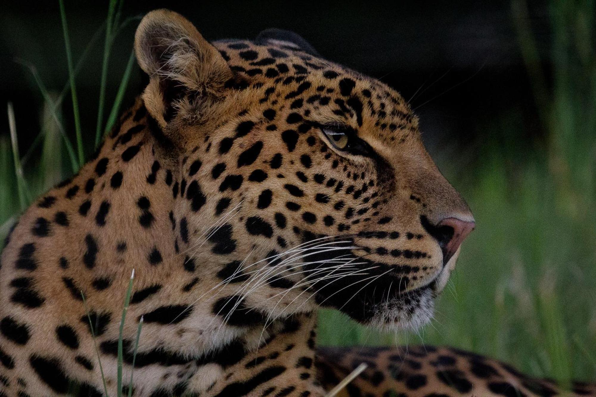 Villa Lionsrock Big Cat Sanctuary Bethlehem Exterior foto