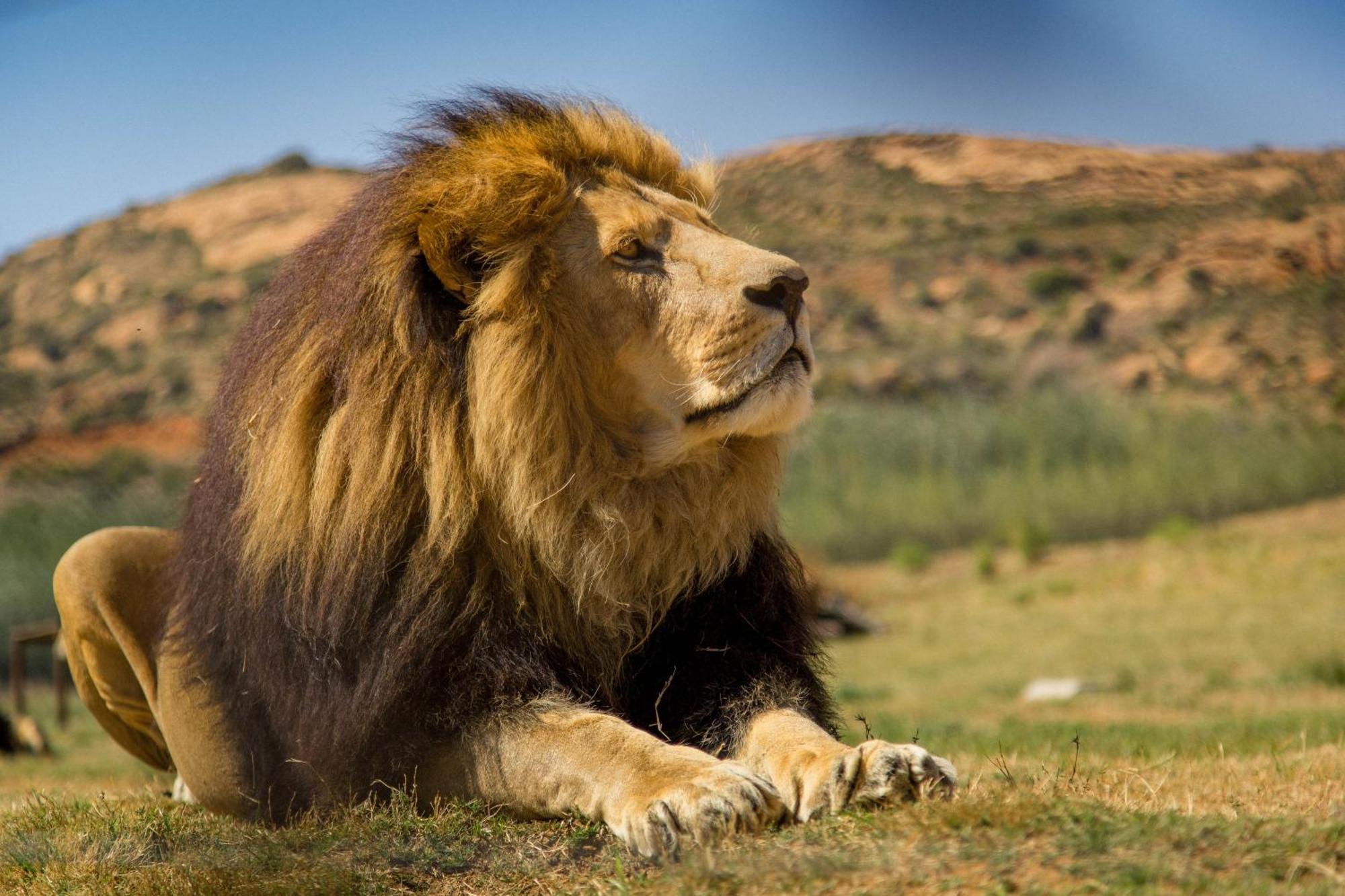 Villa Lionsrock Big Cat Sanctuary Bethlehem Exterior foto