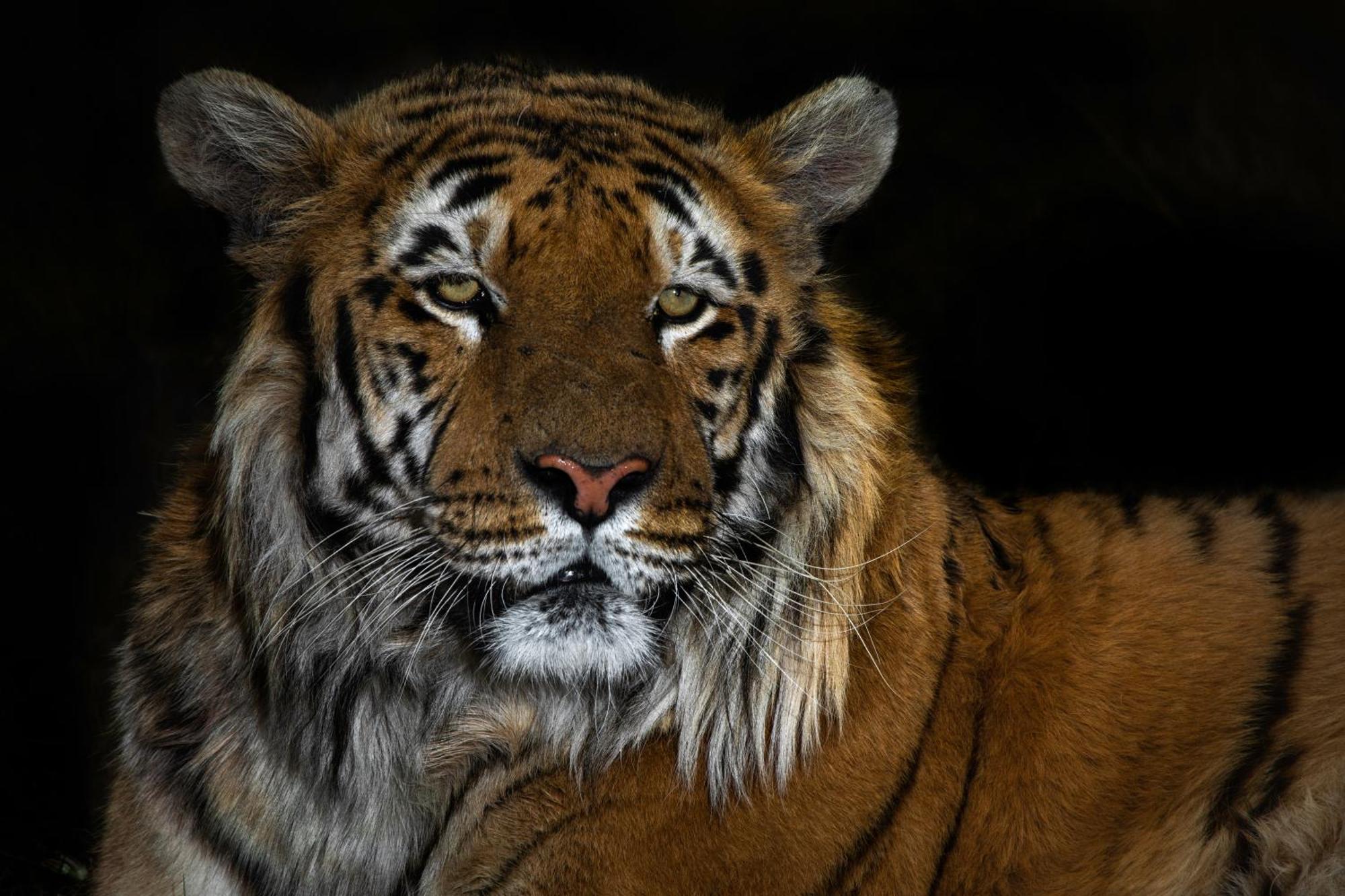 Villa Lionsrock Big Cat Sanctuary Bethlehem Exterior foto