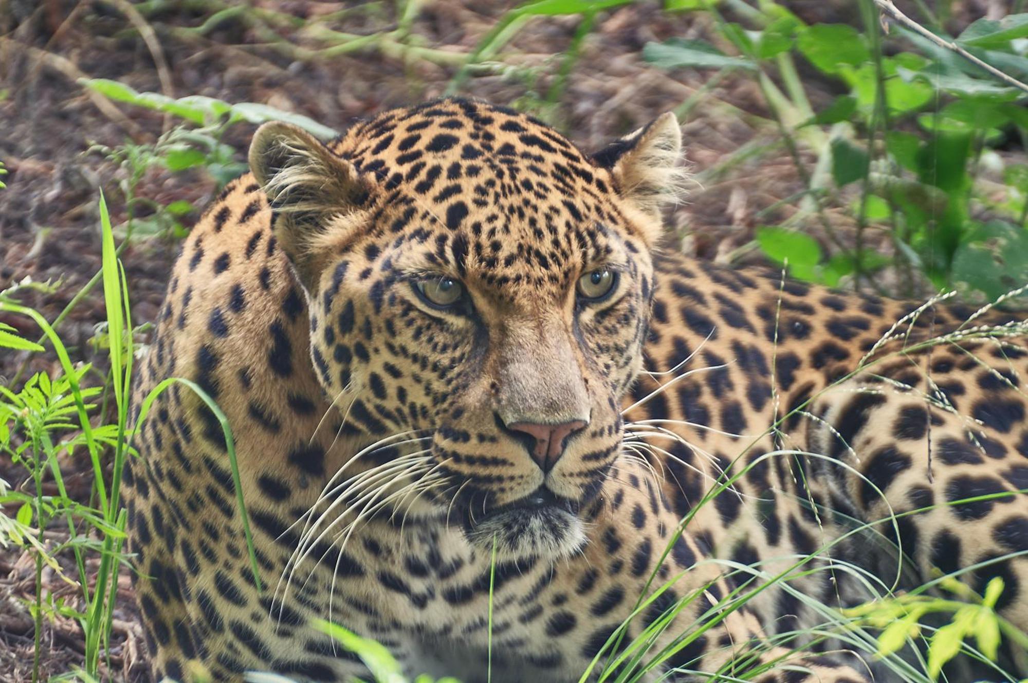 Villa Lionsrock Big Cat Sanctuary Bethlehem Exterior foto