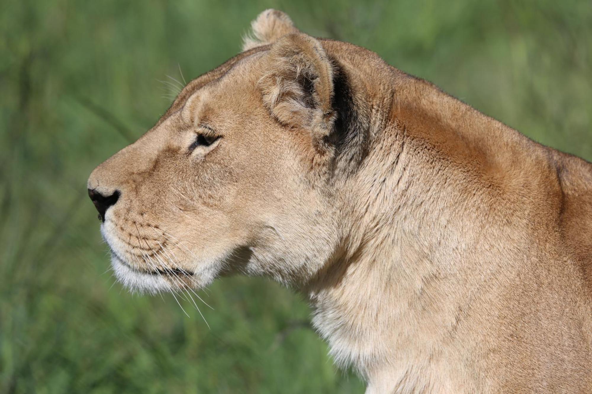 Villa Lionsrock Big Cat Sanctuary Bethlehem Exterior foto