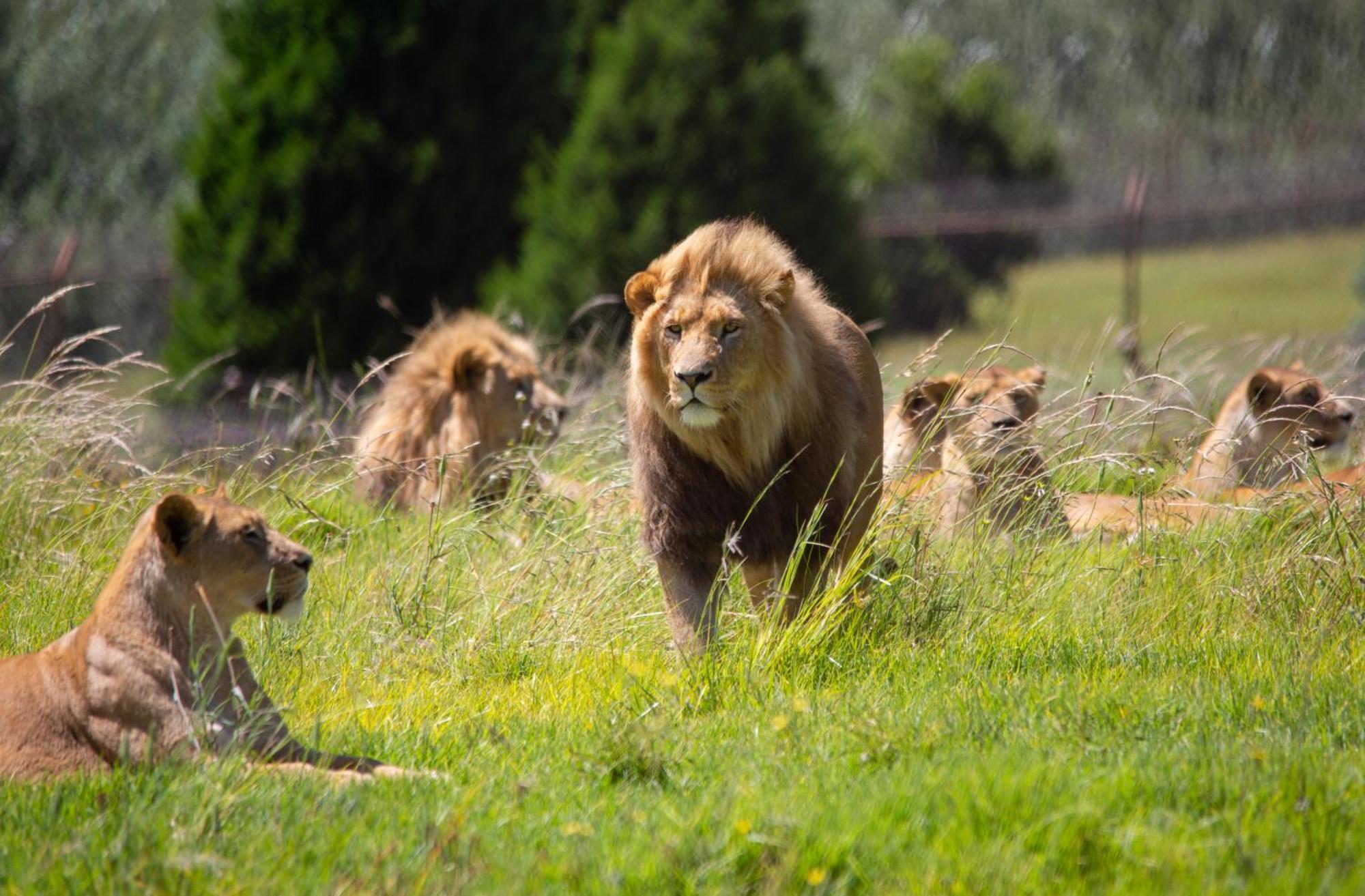 Villa Lionsrock Big Cat Sanctuary Bethlehem Exterior foto