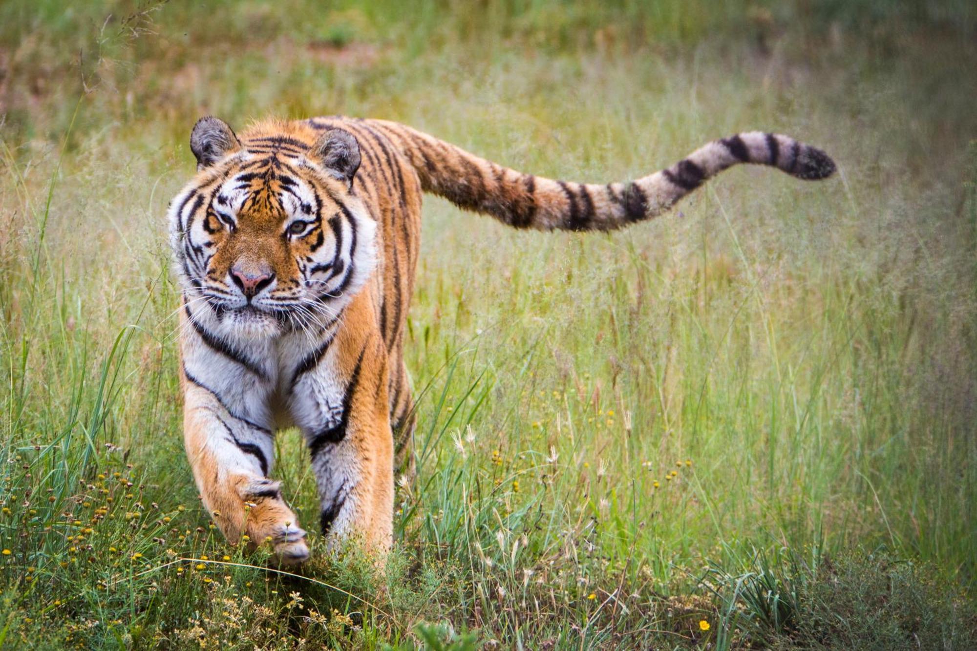 Villa Lionsrock Big Cat Sanctuary Bethlehem Exterior foto
