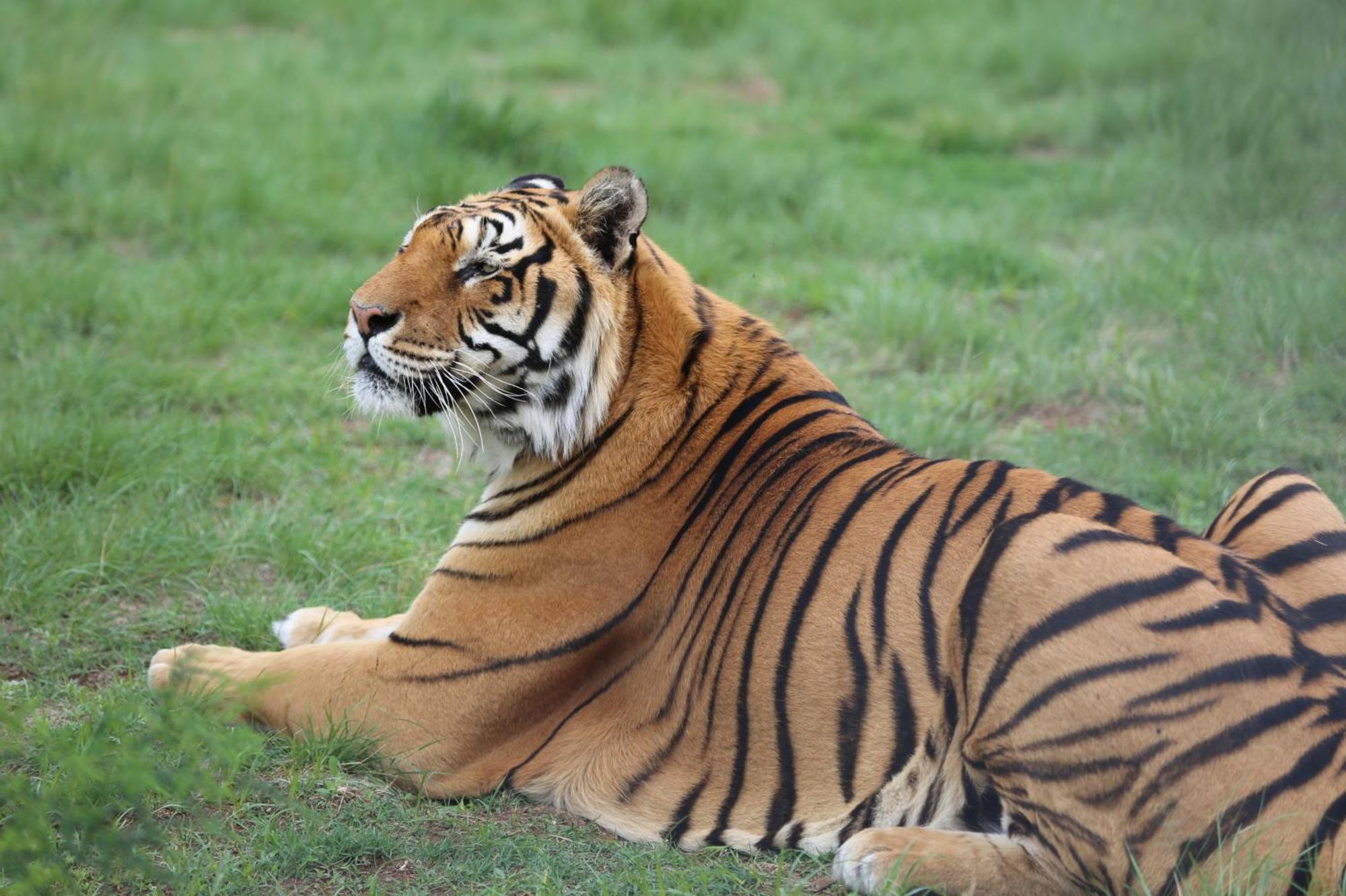 Villa Lionsrock Big Cat Sanctuary Bethlehem Exterior foto