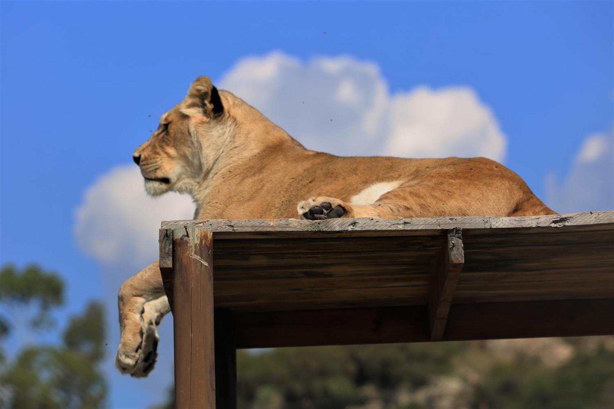 Villa Lionsrock Big Cat Sanctuary Bethlehem Exterior foto