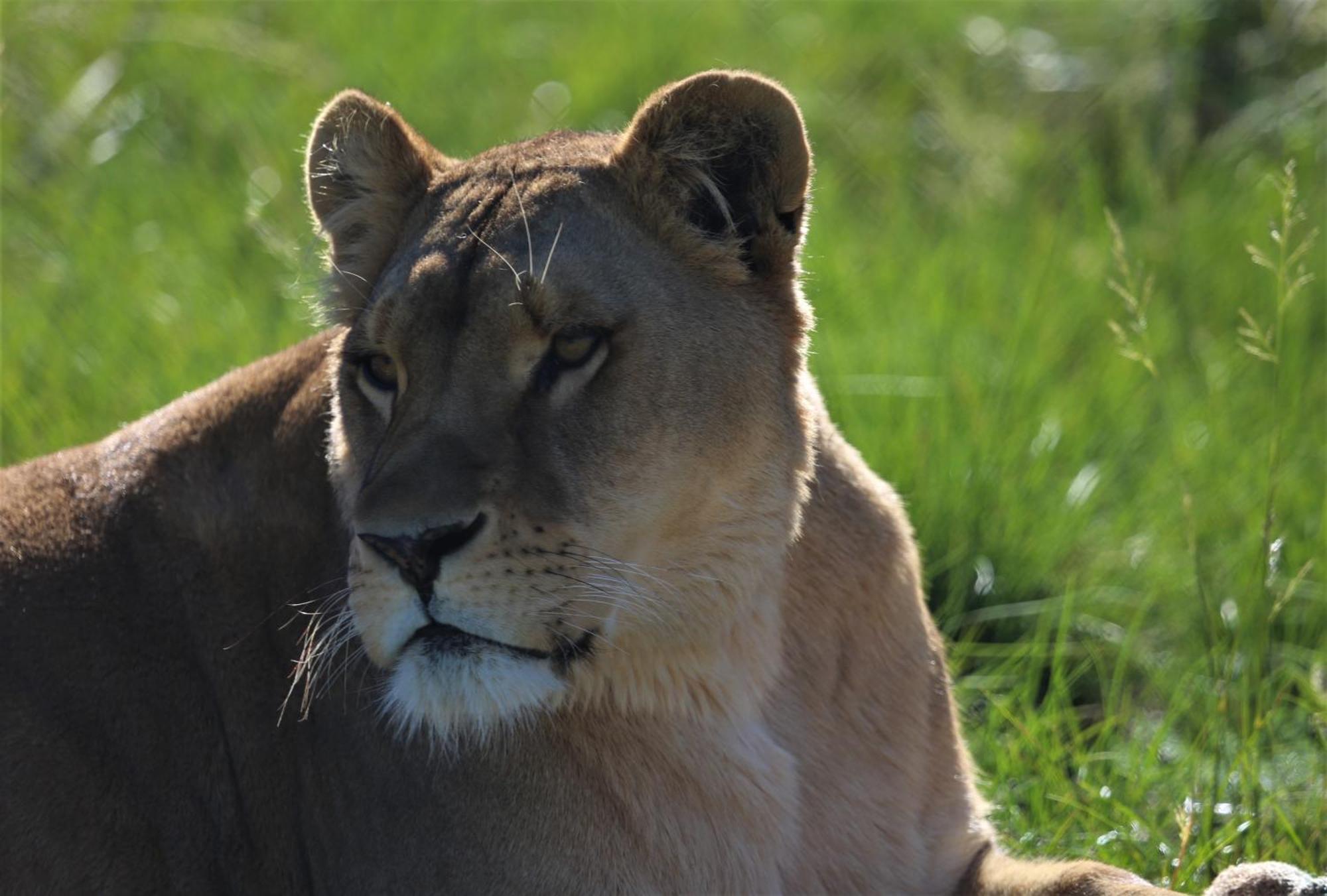 Villa Lionsrock Big Cat Sanctuary Bethlehem Exterior foto