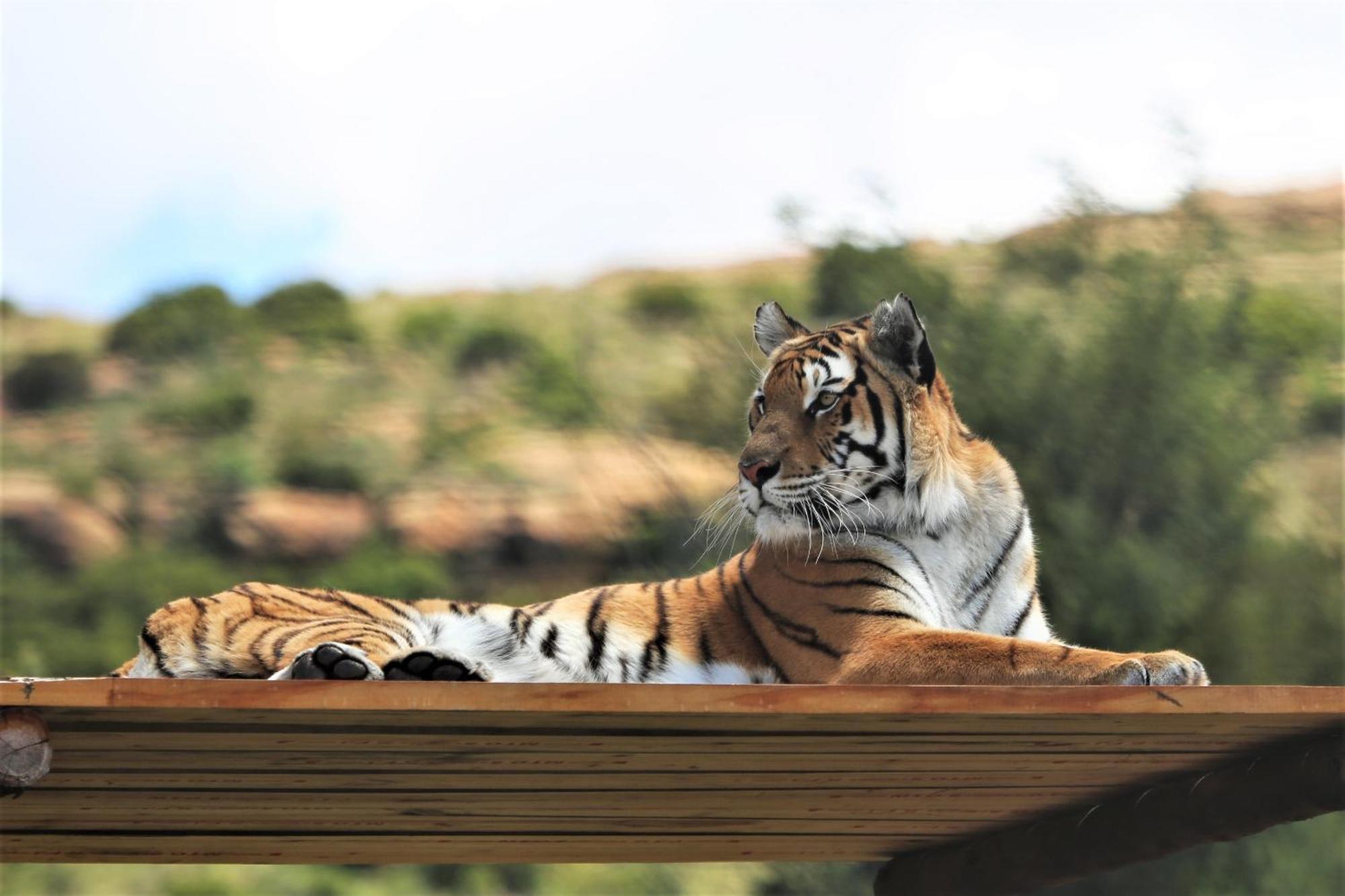 Villa Lionsrock Big Cat Sanctuary Bethlehem Exterior foto