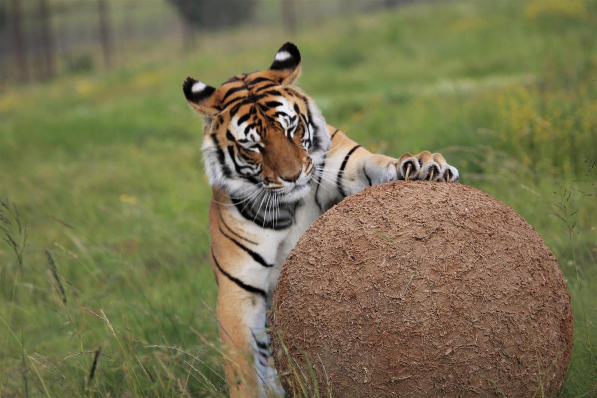 Villa Lionsrock Big Cat Sanctuary Bethlehem Exterior foto