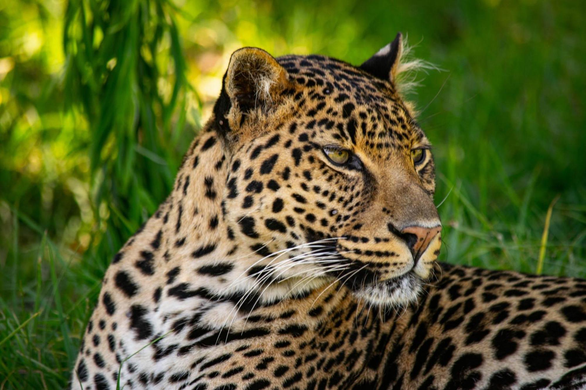 Villa Lionsrock Big Cat Sanctuary Bethlehem Exterior foto