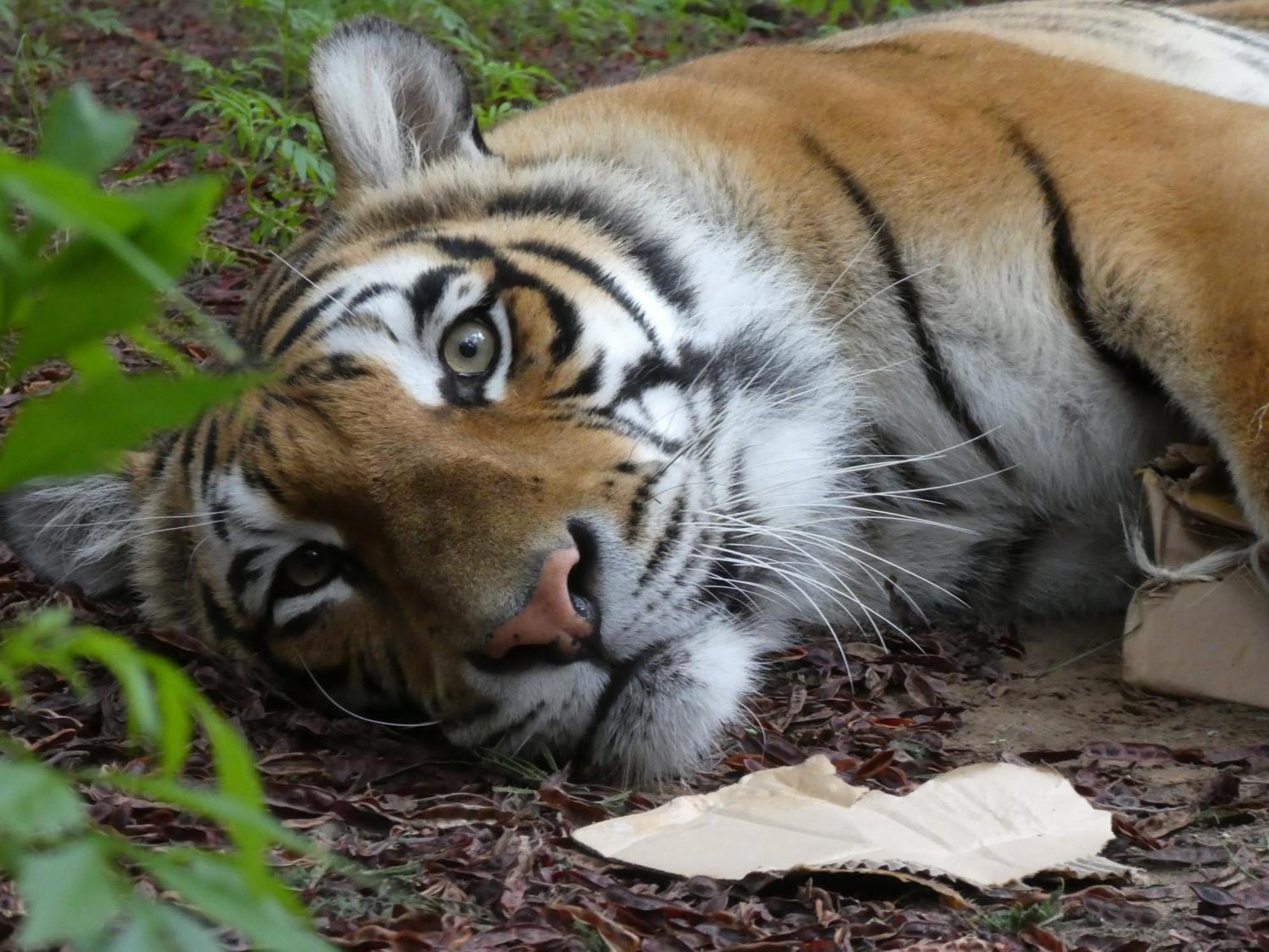 Villa Lionsrock Big Cat Sanctuary Bethlehem Exterior foto
